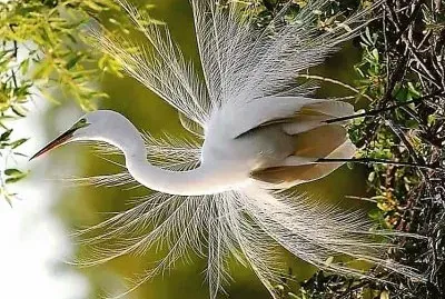 natural