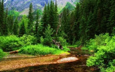 Bosque Encantado jigsaw puzzle