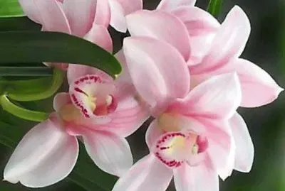 flores