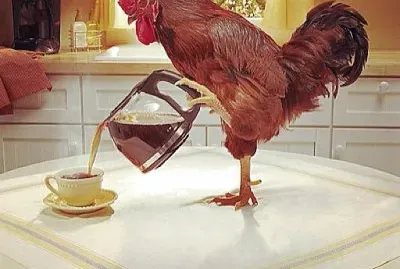 cafe