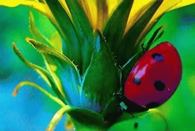 Foto jigsaw puzzle