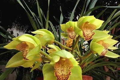 flores jigsaw puzzle