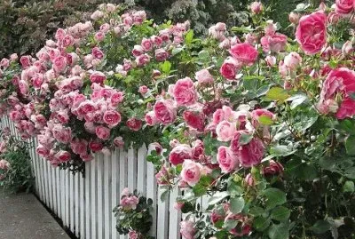flores