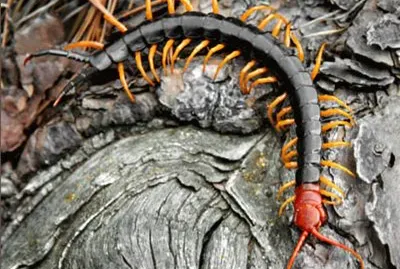 TX Gradalupe Peak Nat Park