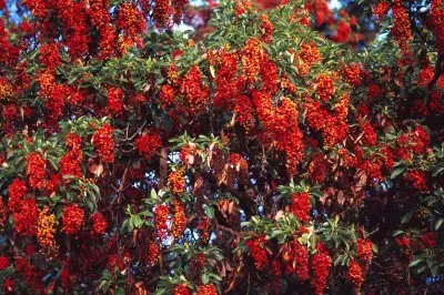TX Guadalupe Nat Park - Madrone in bloom