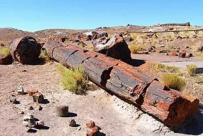 Petrified Forest MP - petrified log