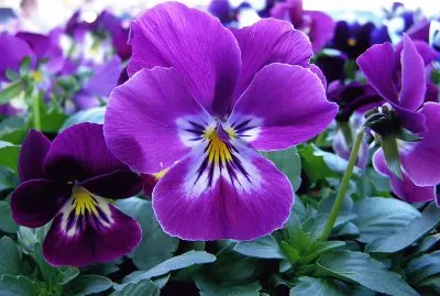 Vibrant Purple Pansy Flowers