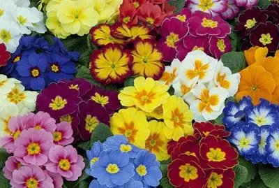 Gorgeous Primrose Garden