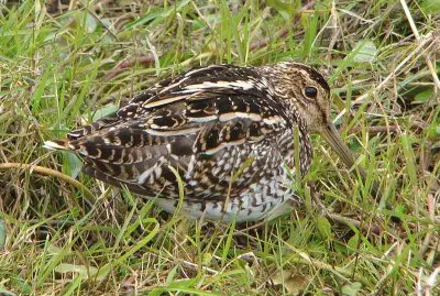 Beccaccino del paraguay
