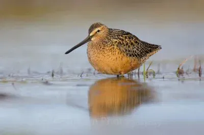 Piro piro pettorossiccio asiatico