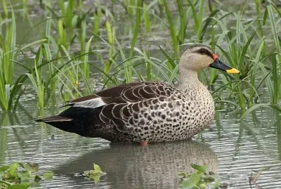 Germano beccomacchiato