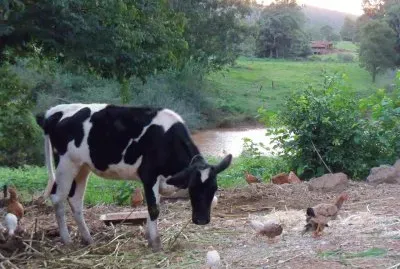 ox