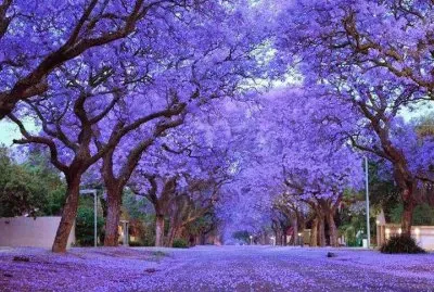 sendero morado