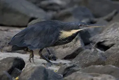 Tarabusino nero