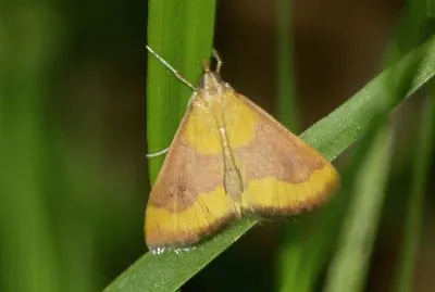 Pyrausta castalis