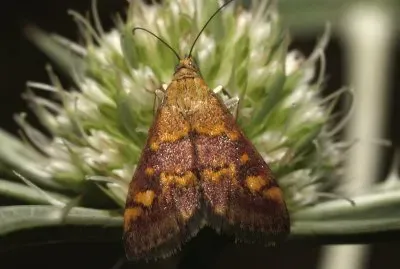 Pyrausta ostrinalis