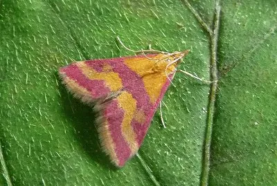 Pyrausta sanguinalis