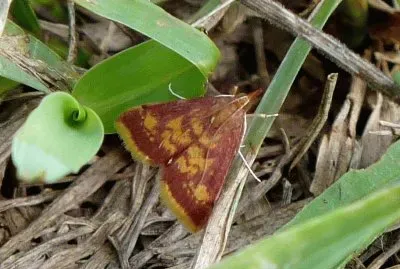 Pyrausta acrionalis