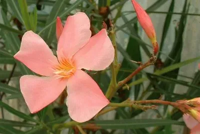 Laurier rose