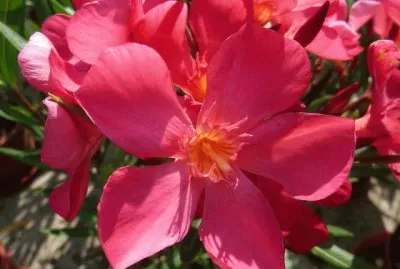 Laurier rose