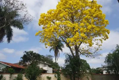 IpÃª Amarelo - Ã¡rvore sÃ­mbolo do Brasil