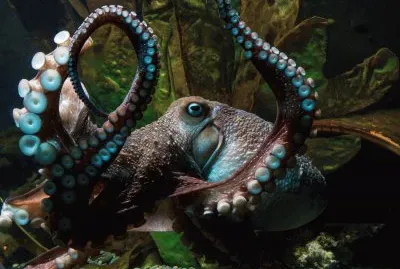 Octopus