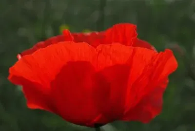 OK