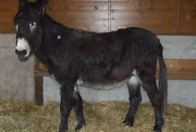 Grande nero di berry