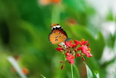 flores