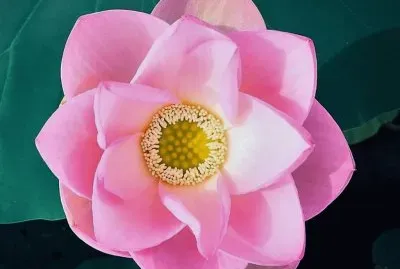 flores