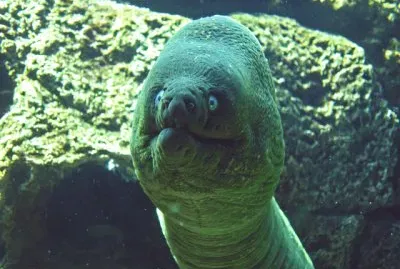 פאזל של Moray Eel