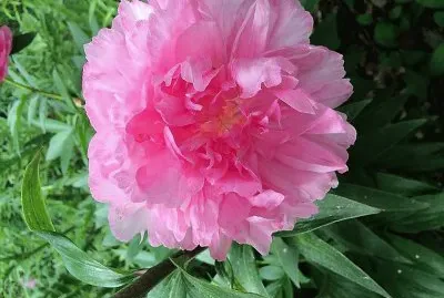 flores