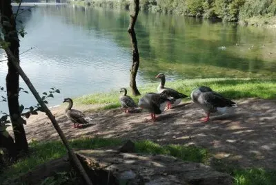 GEESE ON THE ALPINE LAKE