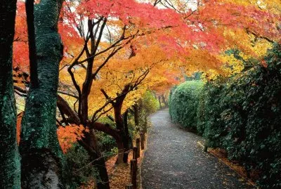 Kyoto, Japan autumn colors