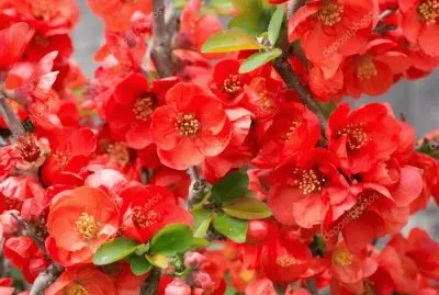OK jigsaw puzzle