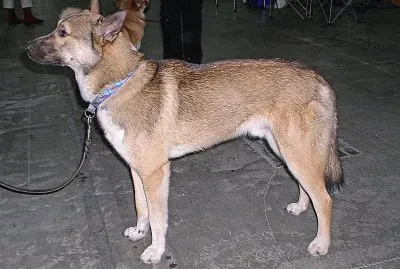 Laika della siberia orientale