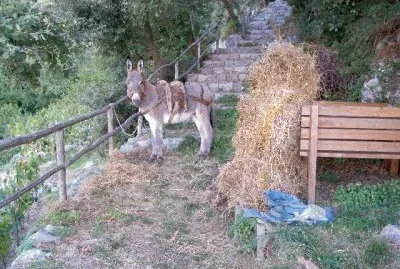 Napoletano