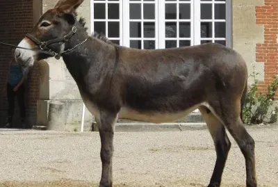 Normanno jigsaw puzzle