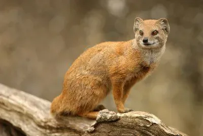 Mangusta grigia indiana