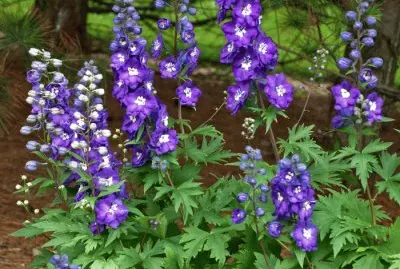 Purple Passion Delphinium Flowers