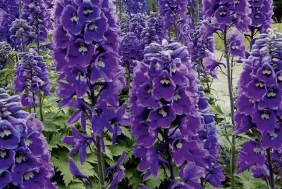 Purple Delphinium Garden Flowers