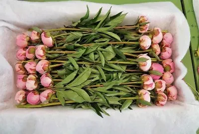 flores jigsaw puzzle