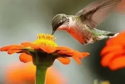 flores