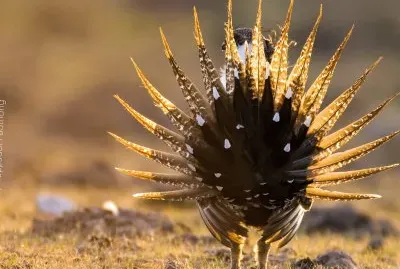 natural