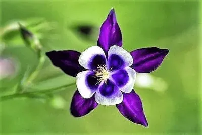 flores jigsaw puzzle