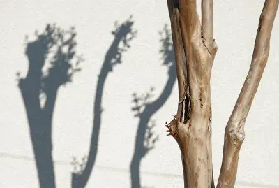 tronco e sombras
