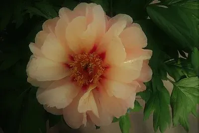 flores jigsaw puzzle