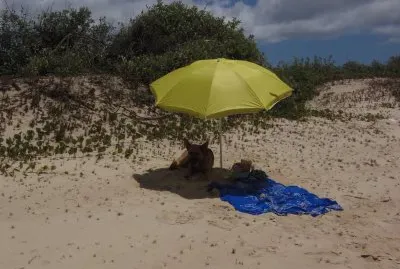 Beach