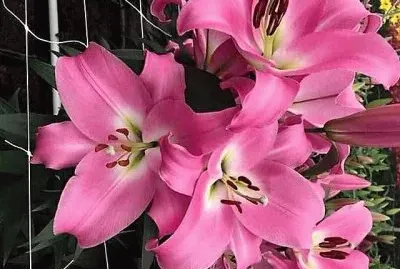flores