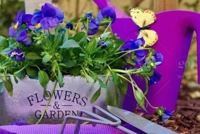 Gardening Tools and Pansies